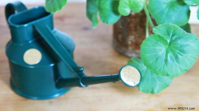 Genius DIY Trick: Auto-Water Your Houseplants While on Vacation