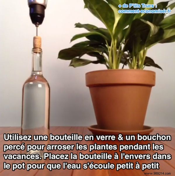 Genius DIY Trick: Auto-Water Your Houseplants While on Vacation