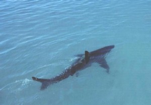 22 Proven Summer Tips: Beach Hacks, Picnic Essentials, Camping Tricks & Home Remedies