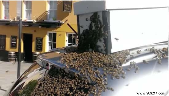 20,000 Bees Follow a Car for Two Days to Protect Their Trapped Queen
