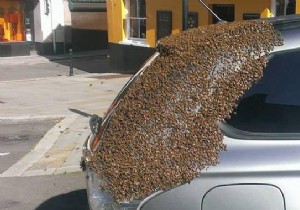 20,000 Bees Follow a Car for Two Days to Protect Their Trapped Queen