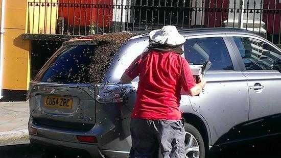 20,000 Bees Follow a Car for Two Days to Protect Their Trapped Queen