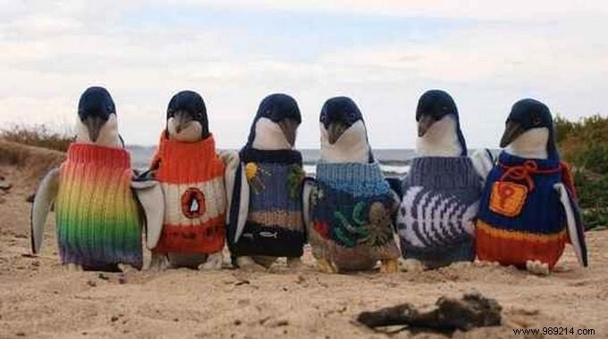 Alfred  Alfie  Date: Australia s Oldest Man Who Knitted Tiny Sweaters to Save Penguins from Oil Spills