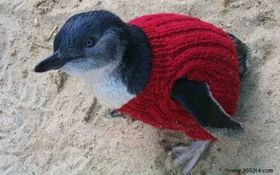 Alfred Alfie Date: Australia s Oldest Man Who Knitted Tiny Sweaters to Save Penguins from Oil Spills