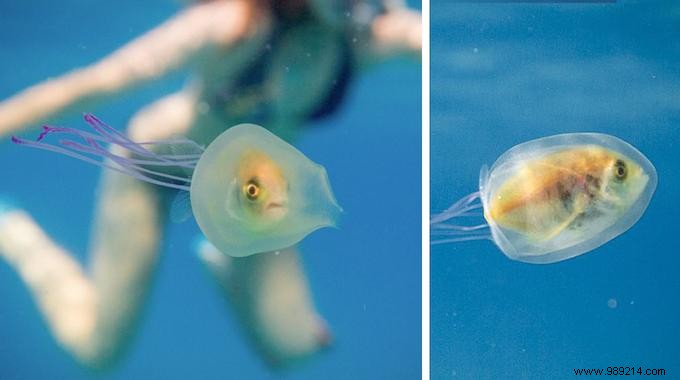 Rare Underwater Sight: Fish Swimming Inside Jellyfish Captured by Pro Photographer Tim Samuel