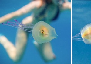 Rare Underwater Sight: Fish Swimming Inside Jellyfish Captured by Pro Photographer Tim Samuel