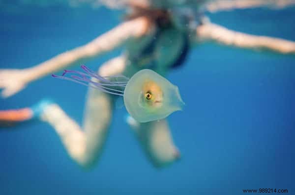Rare Underwater Sight: Fish Swimming Inside Jellyfish Captured by Pro Photographer Tim Samuel