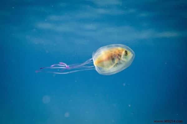 Rare Underwater Sight: Fish Swimming Inside Jellyfish Captured by Pro Photographer Tim Samuel