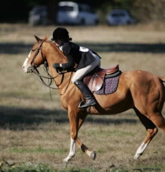 8 Proven Tips to Safely Control a Runaway Horse from a Lifelong Rider