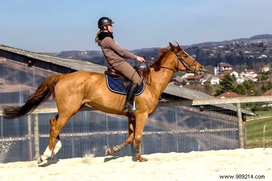 8 Proven Tips to Safely Control a Runaway Horse from a Lifelong Rider