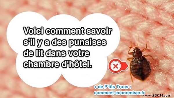 How to Spot Bed Bugs in Your Hotel Room: Expert Inspection Guide