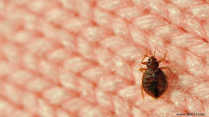 How to Spot Bed Bugs in Your Hotel Room: Expert Inspection Guide