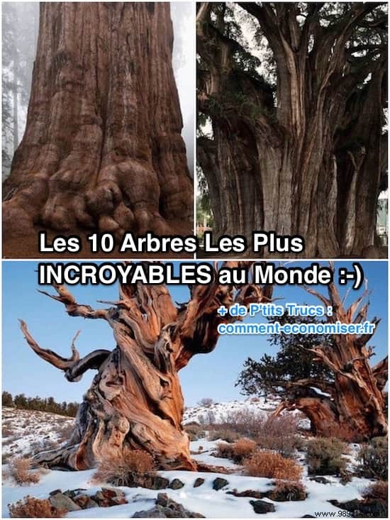 The 10 Most Remarkable Trees on Earth: Nature s Greatest Giants