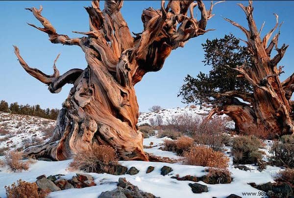 The 10 Most Remarkable Trees on Earth: Nature s Greatest Giants