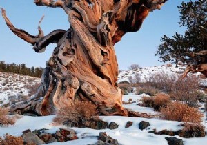 The 10 Most Remarkable Trees on Earth: Nature s Greatest Giants