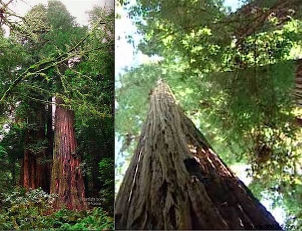 The 10 Most Remarkable Trees on Earth: Nature s Greatest Giants