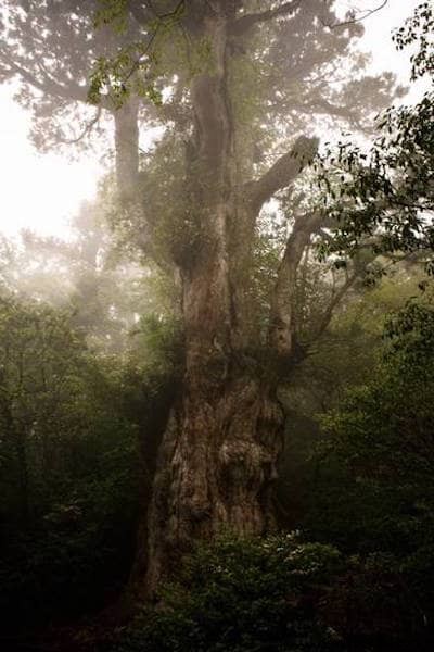 The 10 Most Remarkable Trees on Earth: Nature s Greatest Giants