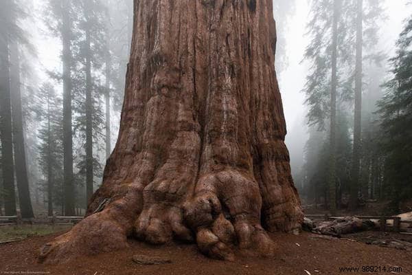 The 10 Most Remarkable Trees on Earth: Nature s Greatest Giants