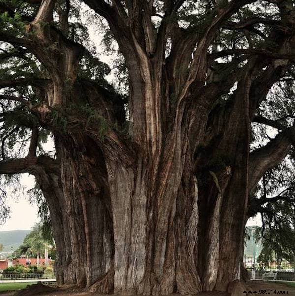 The 10 Most Remarkable Trees on Earth: Nature s Greatest Giants