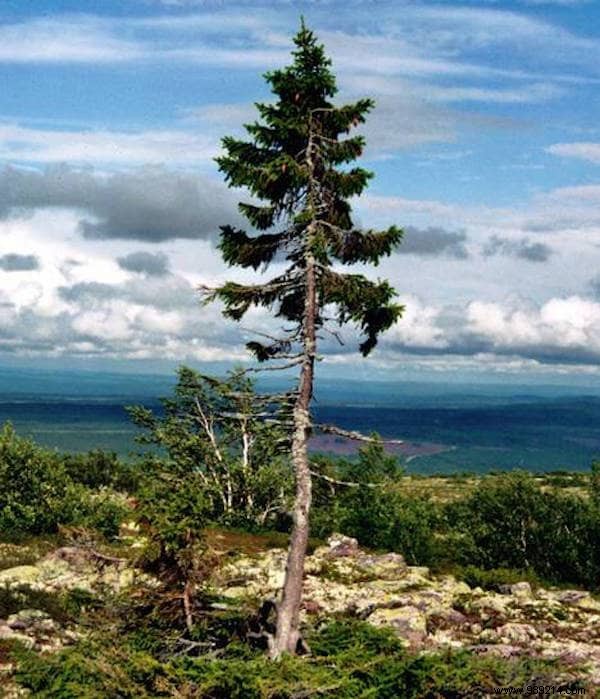 The 10 Most Remarkable Trees on Earth: Nature s Greatest Giants