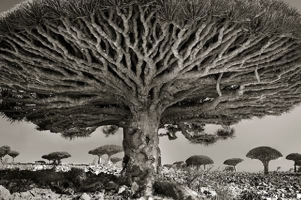 The 19 Oldest and Most Magnificent Trees on Earth, Captured by Renowned Photographer Beth Moon