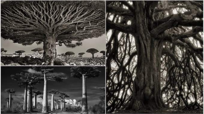 The 19 Oldest and Most Magnificent Trees on Earth, Captured by Renowned Photographer Beth Moon
