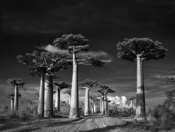 The 19 Oldest and Most Magnificent Trees on Earth, Captured by Renowned Photographer Beth Moon