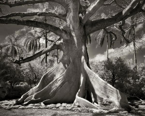 The 19 Oldest and Most Magnificent Trees on Earth, Captured by Renowned Photographer Beth Moon