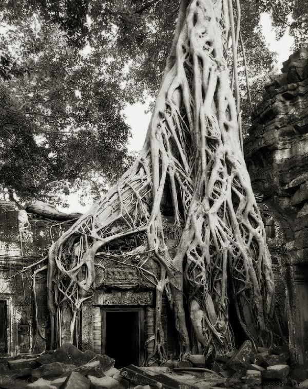 The 19 Oldest and Most Magnificent Trees on Earth, Captured by Renowned Photographer Beth Moon