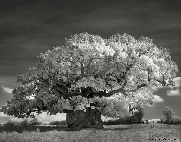 The 19 Oldest and Most Magnificent Trees on Earth, Captured by Renowned Photographer Beth Moon