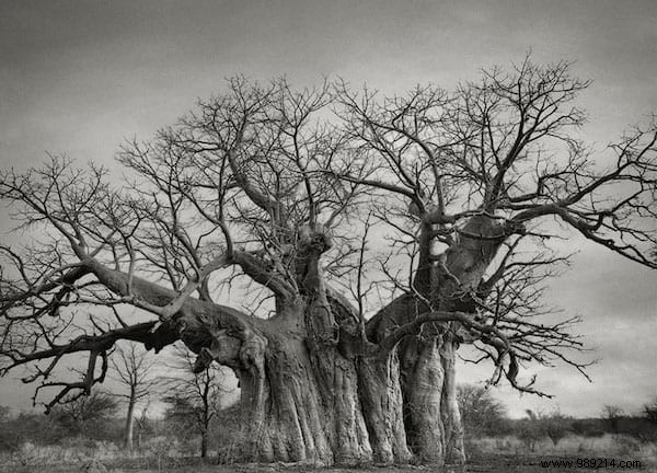 The 19 Oldest and Most Magnificent Trees on Earth, Captured by Renowned Photographer Beth Moon
