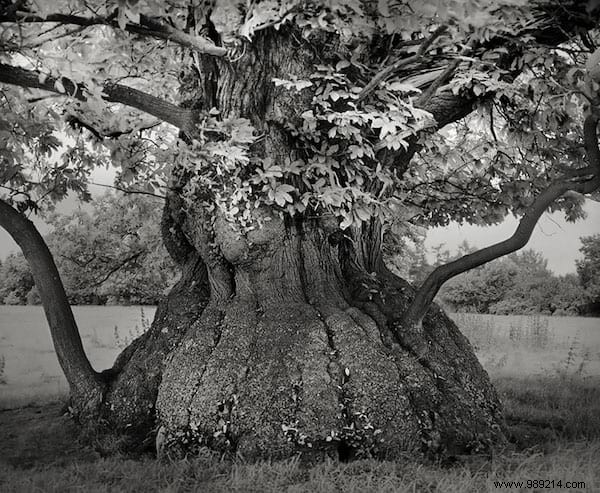 The 19 Oldest and Most Magnificent Trees on Earth, Captured by Renowned Photographer Beth Moon