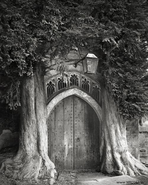 The 19 Oldest and Most Magnificent Trees on Earth, Captured by Renowned Photographer Beth Moon