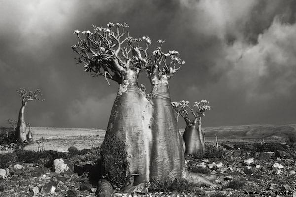 The 19 Oldest and Most Magnificent Trees on Earth, Captured by Renowned Photographer Beth Moon