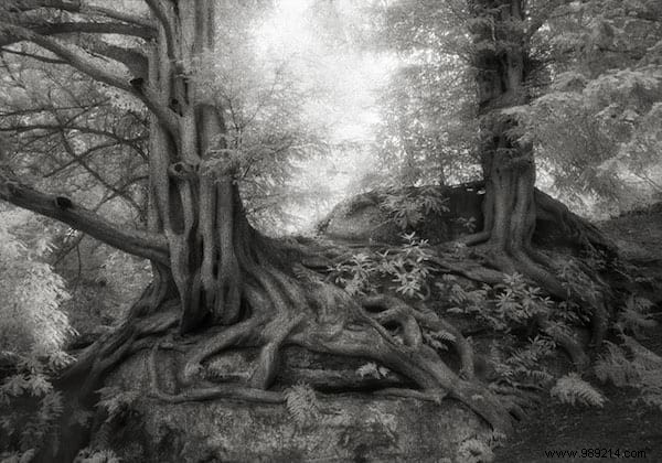 The 19 Oldest and Most Magnificent Trees on Earth, Captured by Renowned Photographer Beth Moon