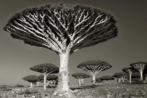 The 19 Oldest and Most Magnificent Trees on Earth, Captured by Renowned Photographer Beth Moon