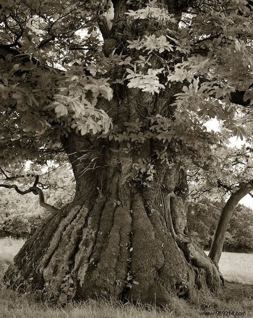 The 19 Oldest and Most Magnificent Trees on Earth, Captured by Renowned Photographer Beth Moon
