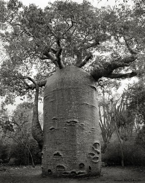 The 19 Oldest and Most Magnificent Trees on Earth, Captured by Renowned Photographer Beth Moon