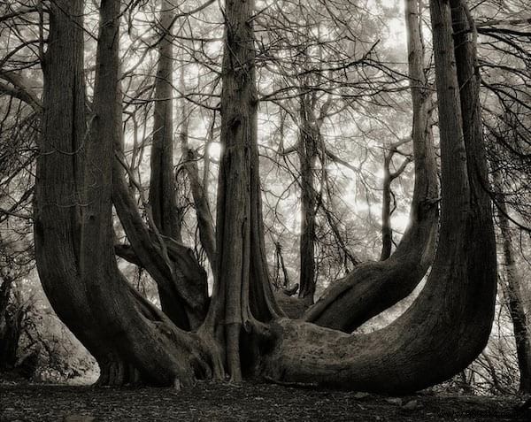 The 19 Oldest and Most Magnificent Trees on Earth, Captured by Renowned Photographer Beth Moon