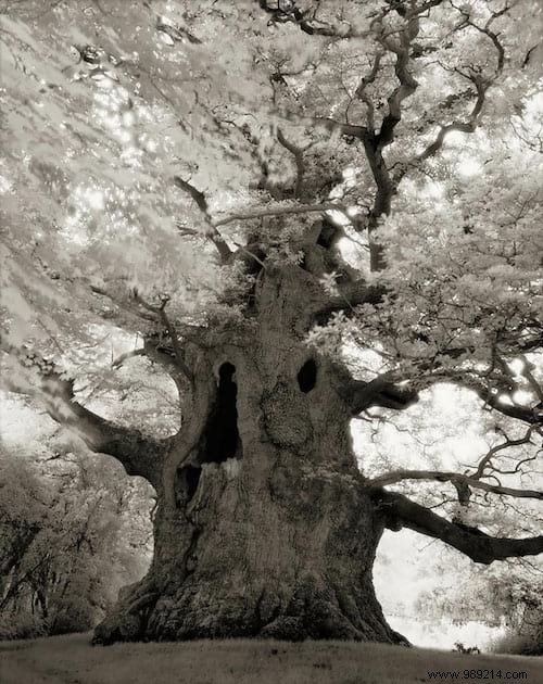 The 19 Oldest and Most Magnificent Trees on Earth, Captured by Renowned Photographer Beth Moon