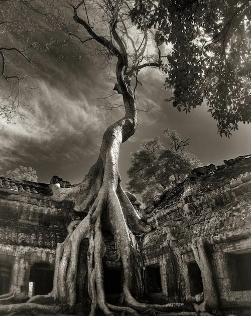 The 19 Oldest and Most Magnificent Trees on Earth, Captured by Renowned Photographer Beth Moon