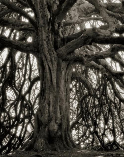 The 19 Oldest and Most Magnificent Trees on Earth, Captured by Renowned Photographer Beth Moon