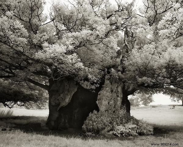 The 19 Oldest and Most Magnificent Trees on Earth, Captured by Renowned Photographer Beth Moon