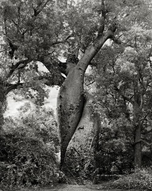 The 19 Oldest and Most Magnificent Trees on Earth, Captured by Renowned Photographer Beth Moon