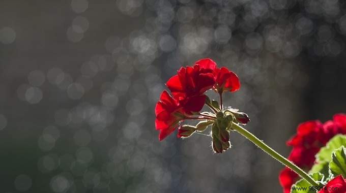 Save Water and Cut Bills: Reuse Dish Rinse Water for Plants