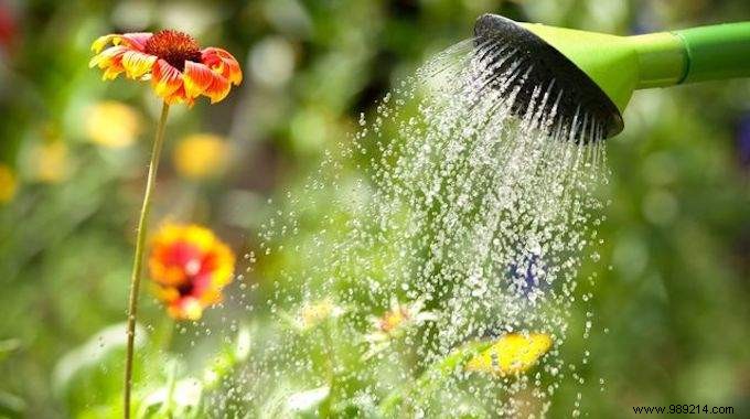 Simple Kitchen Hack: Reuse Water Easily to Water Your Plants