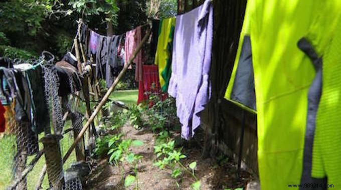 Water Your Garden While Drying Laundry: A Proven Water-Saving Hack