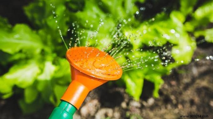 5 Proven Tips to Water Your Garden Less Often and Save Big on Water