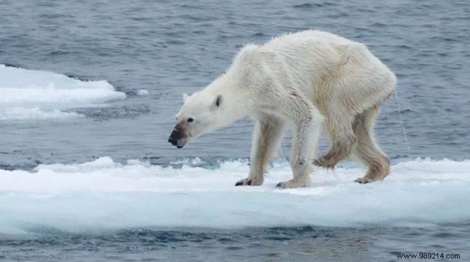 Heartbreaking Photo of Starving Polar Bear Reveals Urgent Climate Crisis