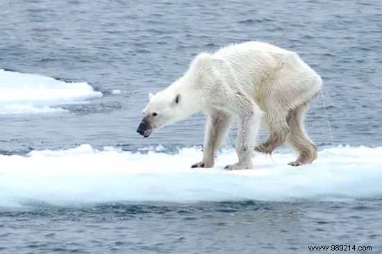 Heartbreaking Photo of Starving Polar Bear Reveals Urgent Climate Crisis